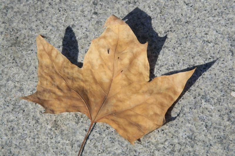 Hoja de Arce