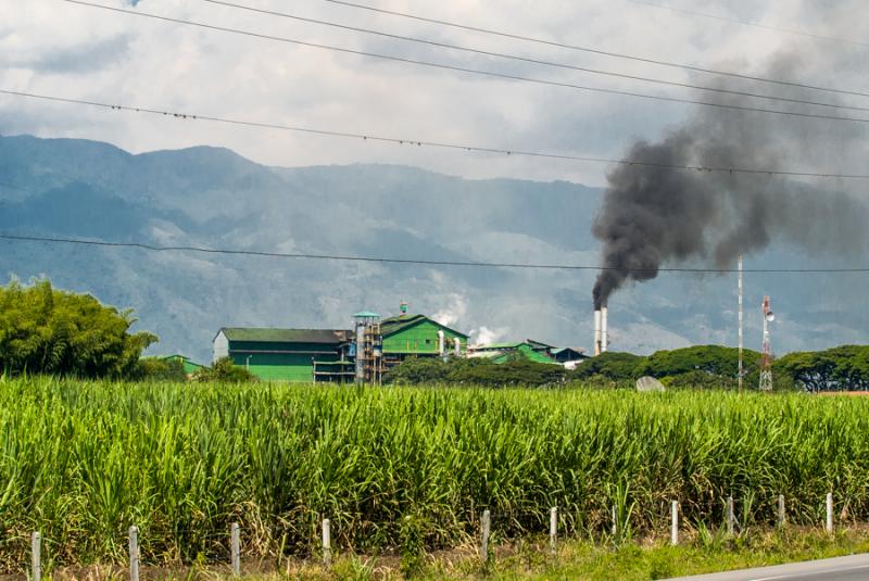 Cultivo de Caña de Azucar, El Cerrito, Valle del ...