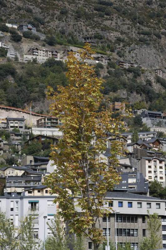 Arbol de Arce, Andorra, Andorra la Vieja, Europa O...