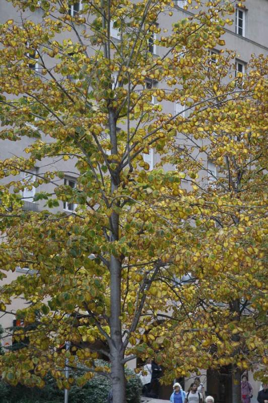 Arbol en OtoÃ±o