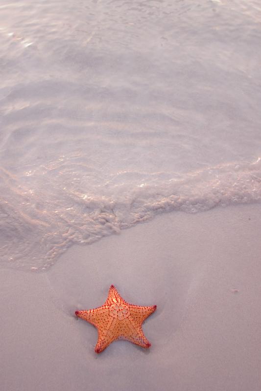 Estrella de Mar