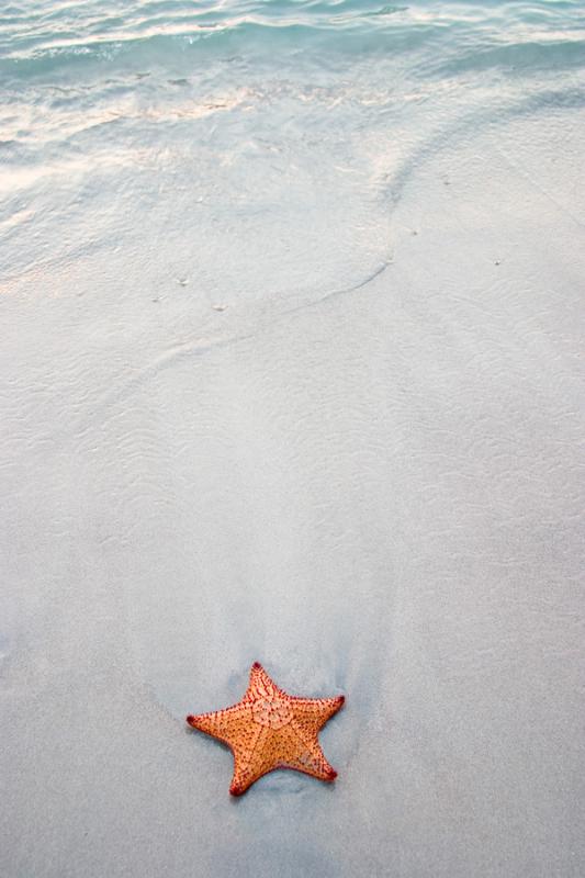 Estrella de Mar