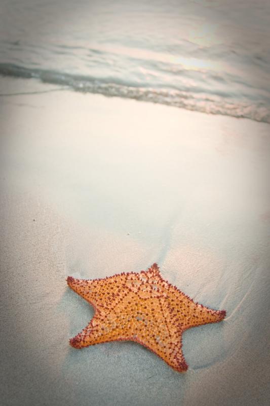 Estrella de Mar