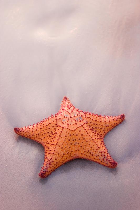 Estrella de Mar