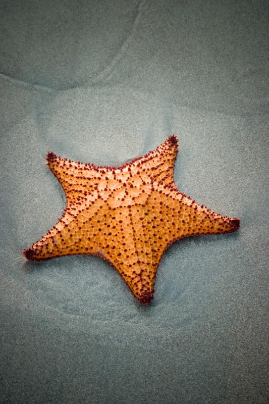 Estrella de Mar