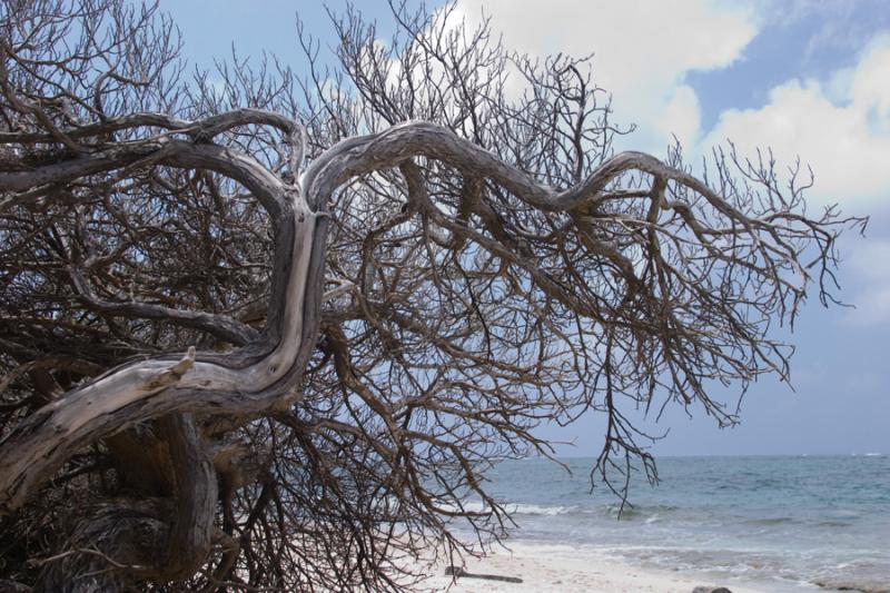 Ramas de un Arbol