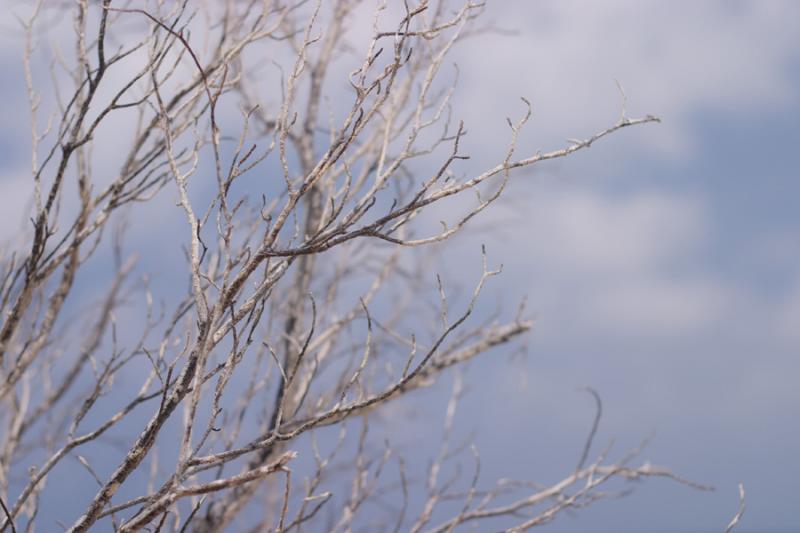 Ramas de un Arbol