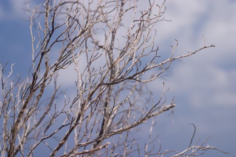 Ramas de un Arbol