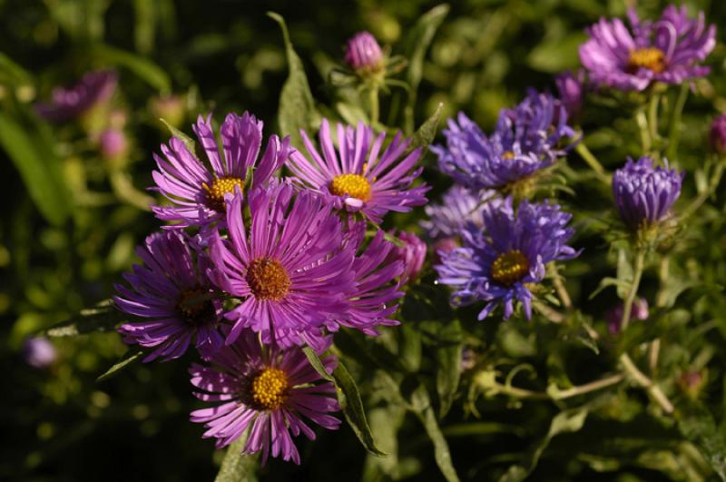 Primer Plano de unas Flores