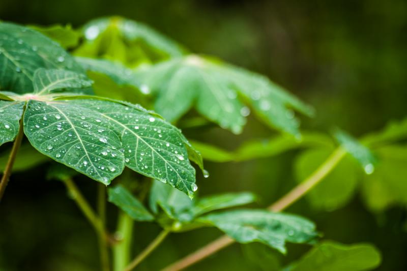 Detalle de una Hoja