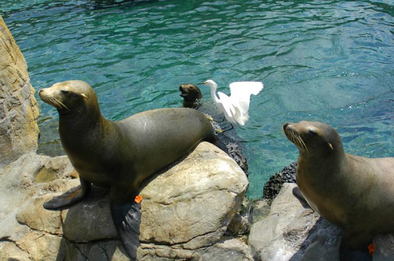 Leones Marinos del Sea World Florida, Orlando, Est...