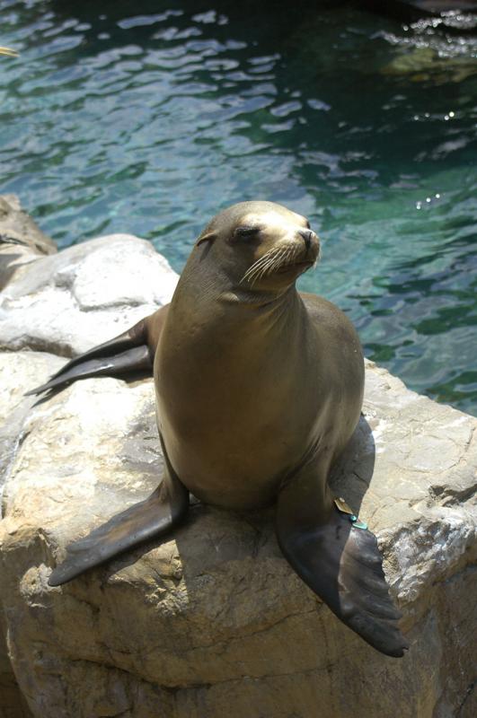 Leon Marino del Sea World Florida, Orlando, Estado...