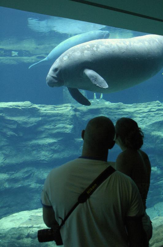 Pareja en el Sea World Florida, Orlando, Estados U...