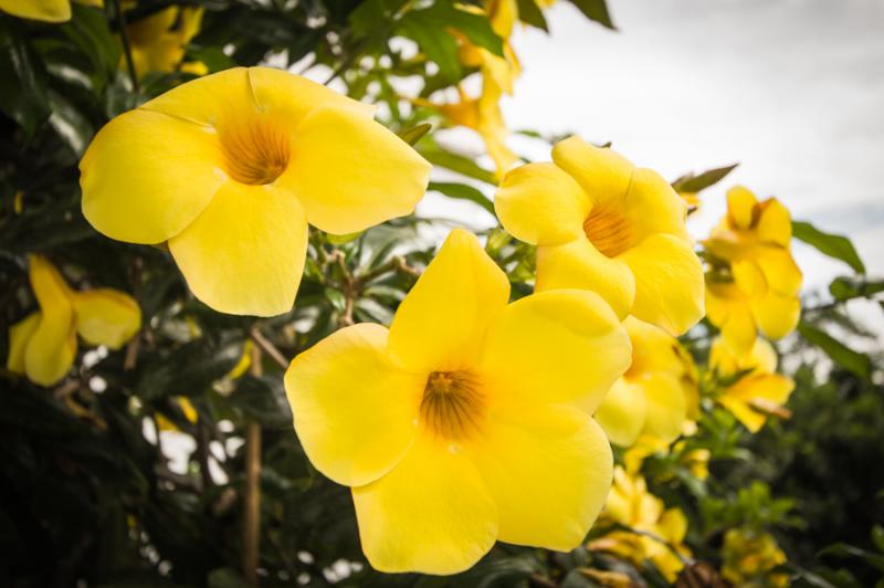 Allamanda cathartica