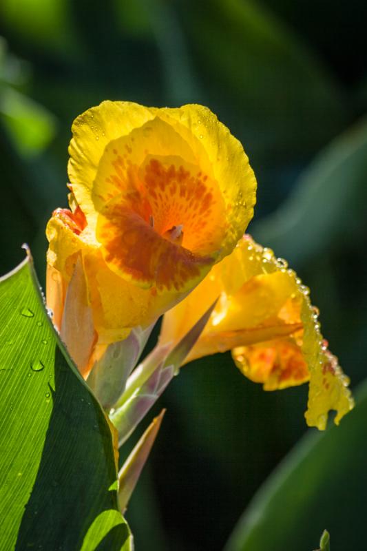 Canna indica