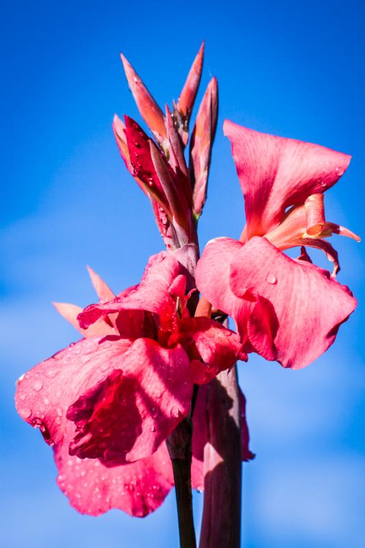 Canna indica