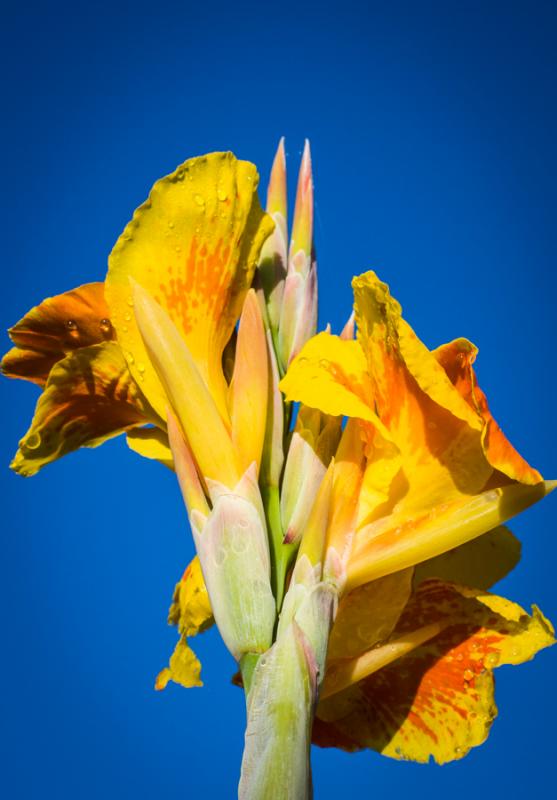 Canna indica