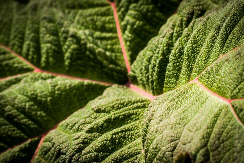 Detalle de una Hoja