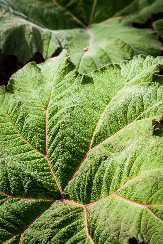 Detalle de una Hoja