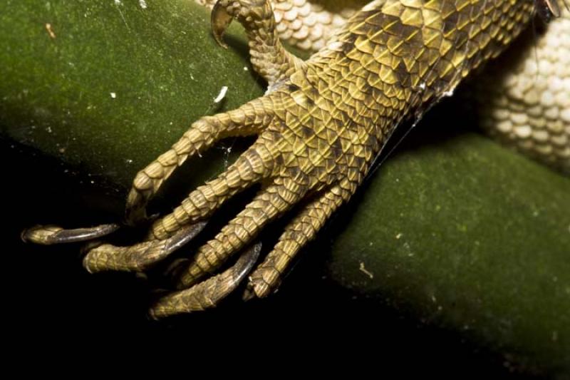 Iguana Verde