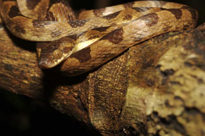 Serpiente de Ojo de Gato