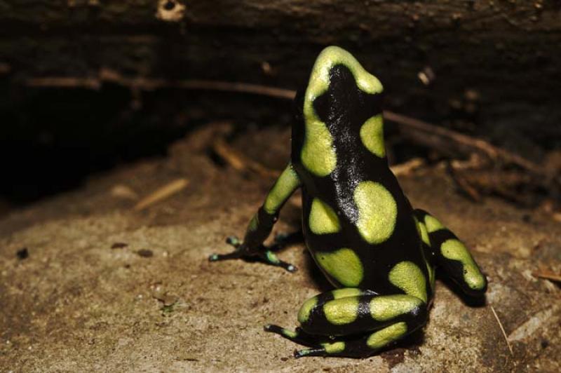 Dendrobates auratus