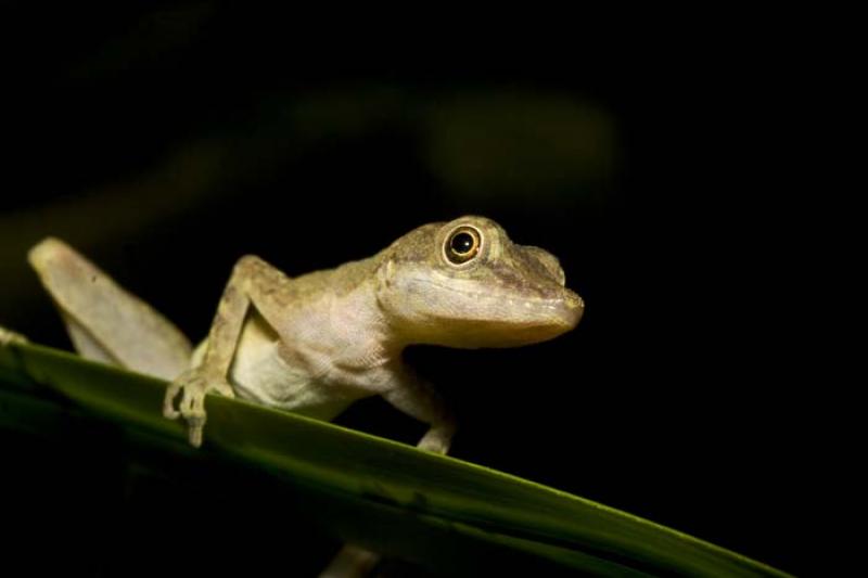 Anolis sp