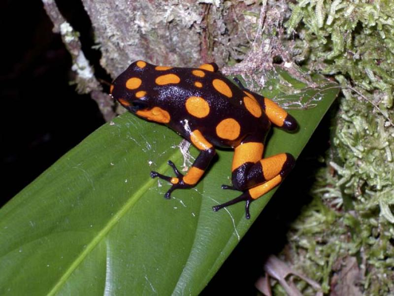 Dendrobates