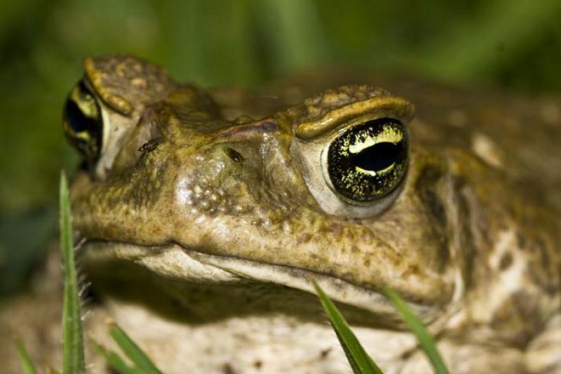 Hypsiboas alboguttata