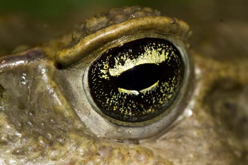 Hypsiboas alboguttata