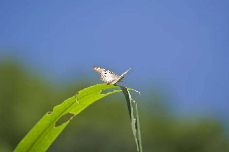 Mariposa 