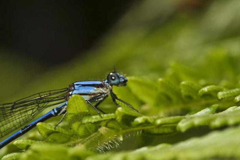 Anisoptera