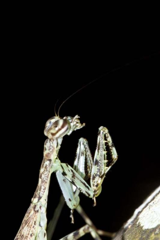 Mantis Religiosa