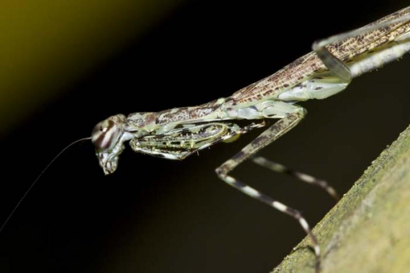 Mantis Religiosa