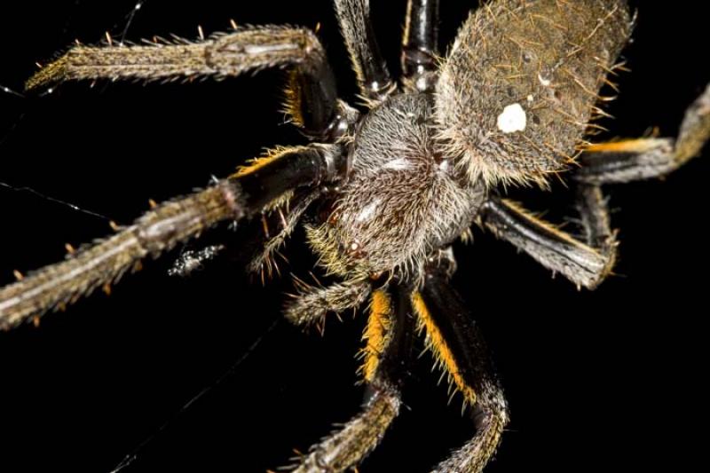 Araneae, Amazonas, Ecuador, Quito, Sur America