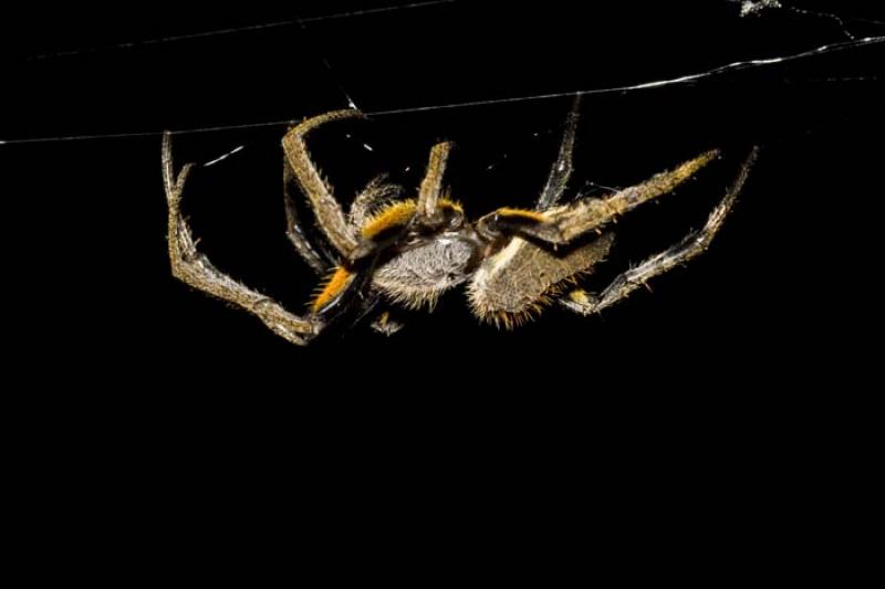 Araneae, Amazonas, Ecuador, Quito, Sur America