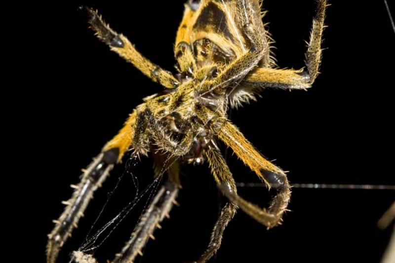 Araneae, Amazonas, Ecuador, Quito, Sur America