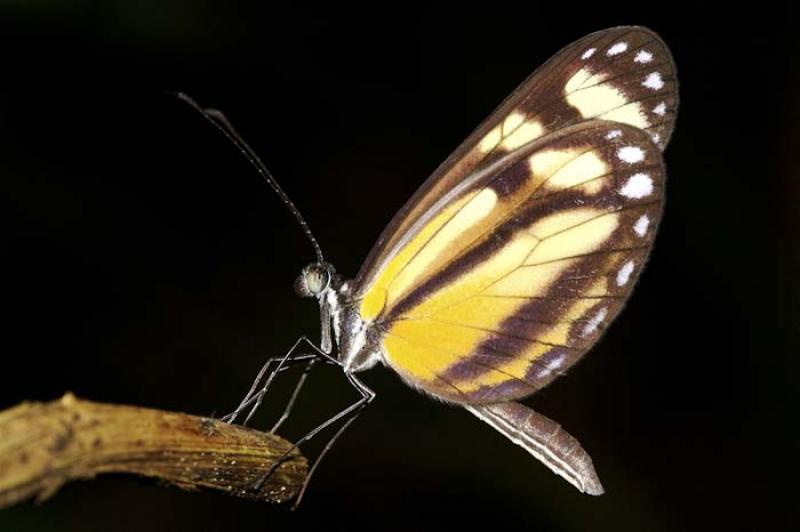 Mariposa