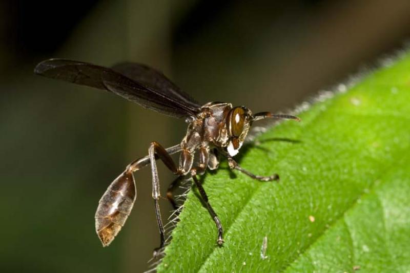 Vespidae