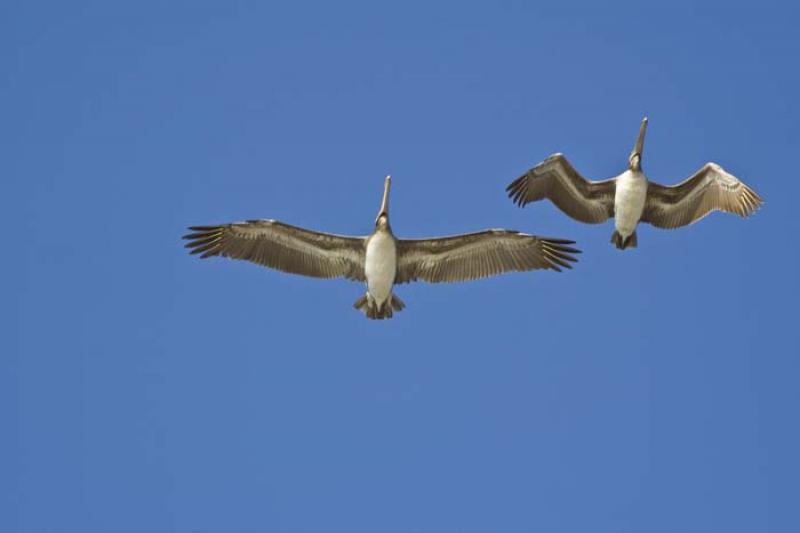 Laridae