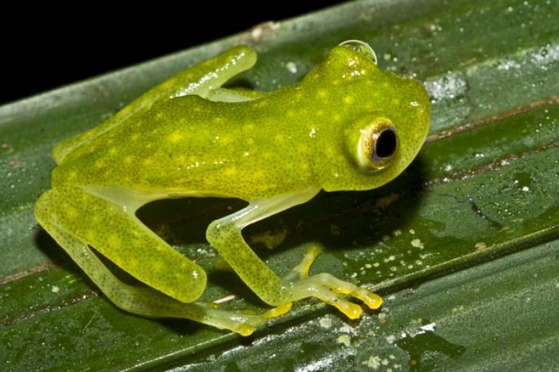 Hyla punctata punctata