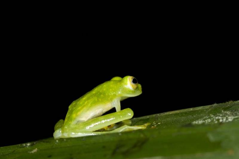 Hyla punctata punctata