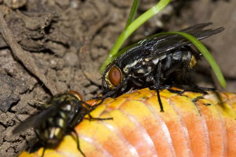 Sarcophaga carnaria