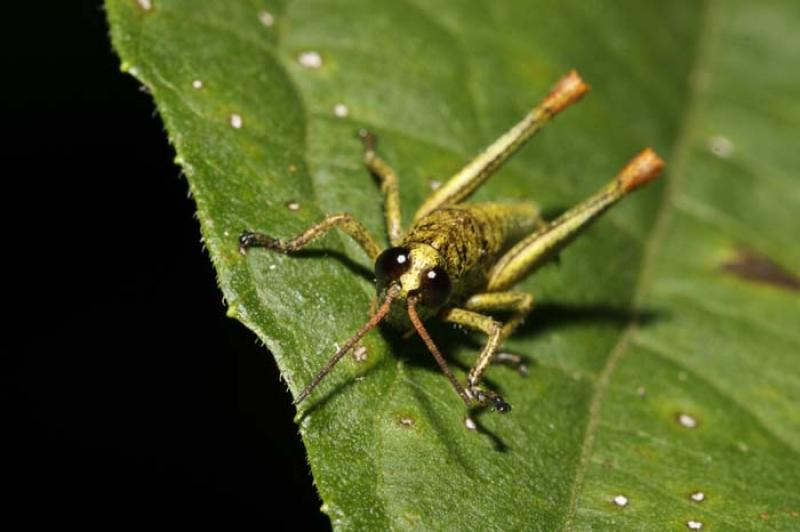 Gryllidae