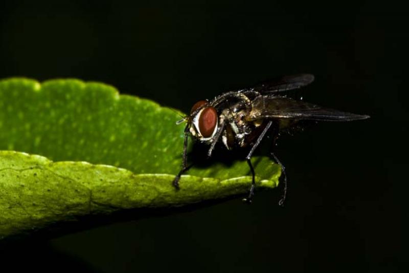 Sarcophaga carnaria