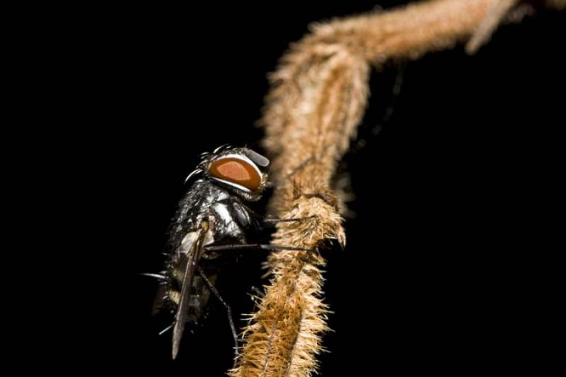 Sarcophaga carnaria