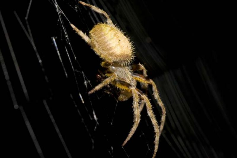 Araneae, Amazonas, Ecuador, Quito, Sur America