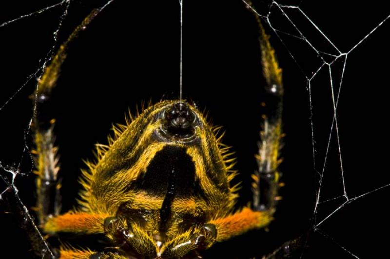 Araneae, Amazonas, Ecuador, Quito, Sur America