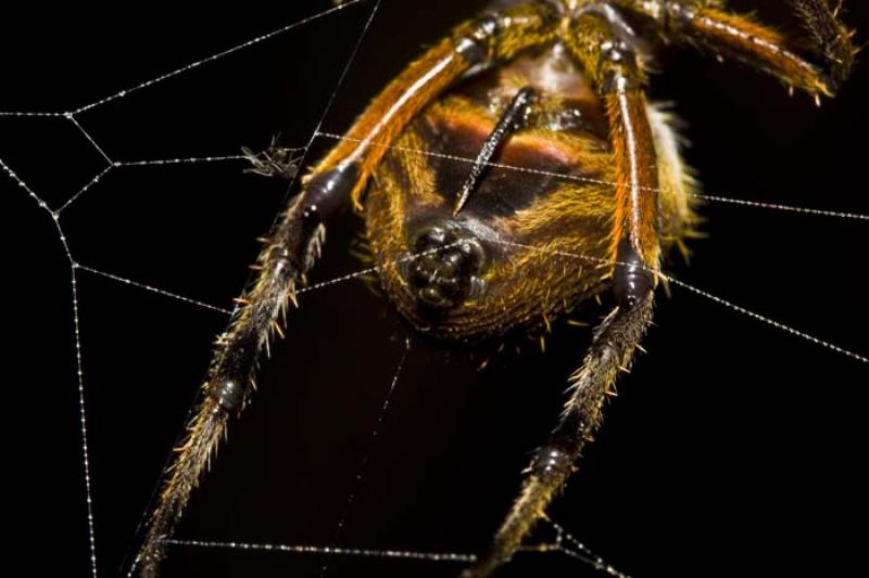 Araneae, Amazonas, Ecuador, Quito, Sur America