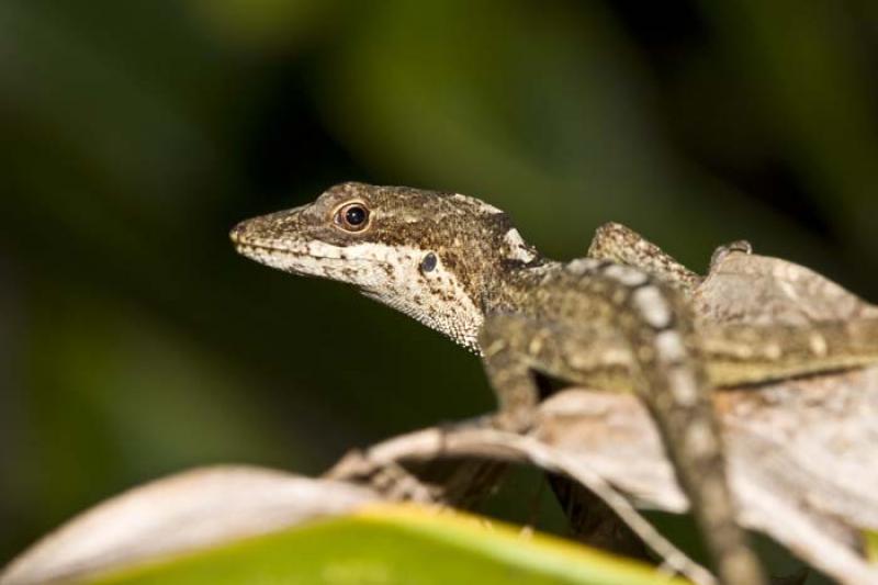 Anolis sp